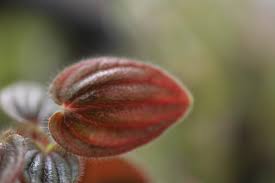 Image result for Peponium sp. A