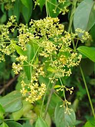 Image result for Secamone