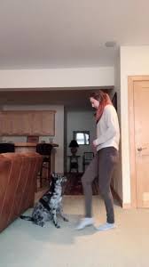 Tik Tok Funny Dog Videos Funny Video Memes Cute Funny Animals