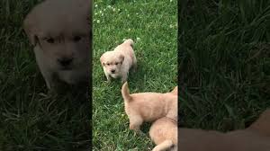 Akc labrador retriever puppies are here! Golden Retriever Puppies Creekwood Acres Charlotte Nc