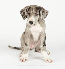 The great dane, also known as the german mastiff or deutsche dogge, is a breed of dog from germany. Great Dane Rescue Of Minnesota Wisconsin May Rescue Of The Month Minneapolis St Paul Pet Photography Joy Sessions