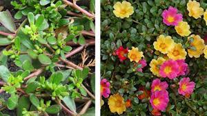 I fiori gialli e delicati si nascondono dietro due sepali rossi e carnosi. Portulaca Tutte Le Info Idee Green
