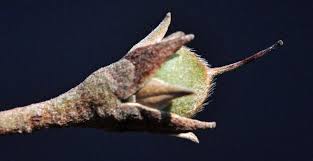 Image result for Mimusops obtusifolia