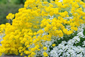 Image result for Aurinia