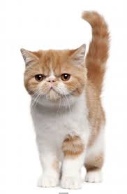 That have made the persian breed the absolute most famous of all cat breeds. Pin On Cats Posters
