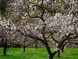 Apricot flowers taken from an orchard in village benhama of kashmir. Pin On Weather
