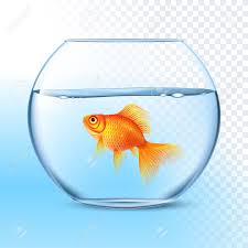 Single Goldfish Swimming In Transparent Round Glass Bowl Aquarium Realistic Image Print Vector Illustration Spon Tran Goldfish Fish Drawings Goldfish Bowl
