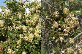 Image result for Clematis brachiata