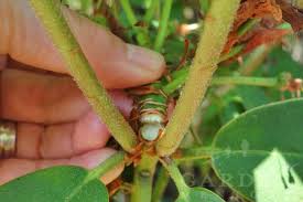 Deadheading A Rhodie Rhododendron Garden Help Plant Leaves