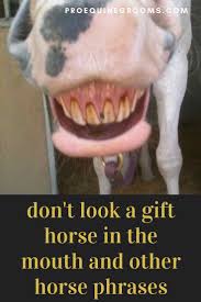 Usually with negative find fault with something that has been received as a gift or favor. Pro Equine Grooms Origins Of Horse Phrases Don T Look A Gift Horse In The Mouth