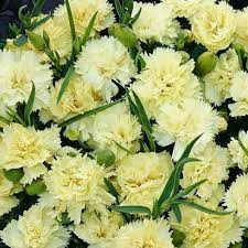 Carnation Seeds Marie Chabaud Flower Seeds In Packets Bulk Eden Brothers Flower Seeds Carnation Flower Carnations