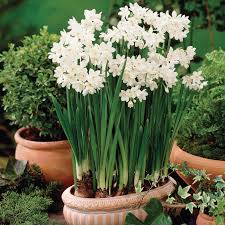 Paperwhite Daffodil Flowers And Bulbs Veseys Bulb Flowers Daffodils Paperwhites