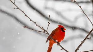 Justin Scott Thornhill