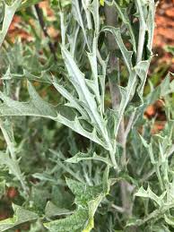 Image result for Berkheya carlinopsis