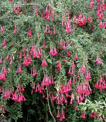 Image result for Cantua