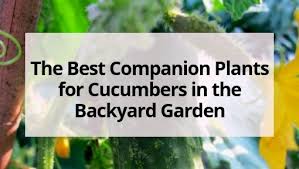 Plants can attract beneficial insects and pollinators, deter pests, and thus act as insect repellants. The Best Companion Plants For Cucumbers In The Backyard Garden