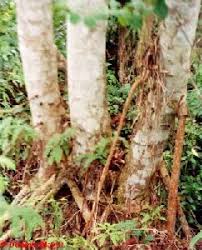 Image result for Musanga