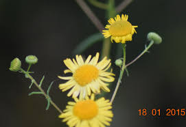 Image result for Pentanema indicum