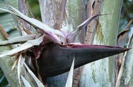 Image result for Strelitzia caudata