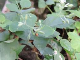 Image result for Drymaria