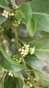 Image result for Pyrostria bibracteata