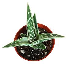 In order to recognize and differentiate the. Tiger Aloe Aloe Variegata