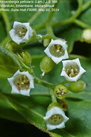 Image result for Hilsenbergia petiolaris