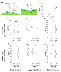 Check spelling or type a new query. A Tension Adhesion Feedback Loop In Plant Epidermis Elife