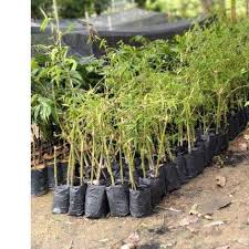 Tempat ini cocok bagi yang ingin refreshing dan melepas penat dari perkotaan. Anak Pokok Buluh Madu Shopee Malaysia