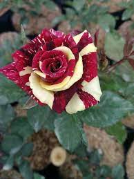 Gratis untuk komersial tidak perlu kredit bebas hak cipta. Bunga Mawar Segar Home Facebook