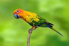 Aves como mascotas: cuáles puedo tener en casa - Zotal