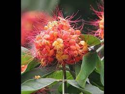 Pin On Fruit Herbal