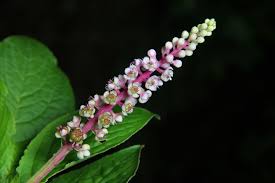 Image result for Phytolacca