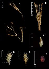 Image result for Acrachne