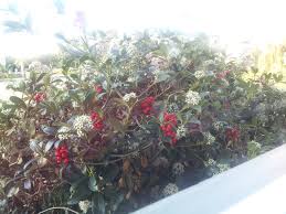 In late october, the tree is swarmed by birds. What Is This Bush Susan Wiggs