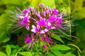 Image result for Cleome houtteana