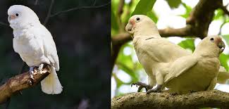 Cockatoos share many features with other parrots like the characteristic curved beak shape and a zygodactyl foot, but differ with the often spectacular movable headcrest, the presence of a gall bladder and some other anatomical details. Goffin S Cockatoo Tanimbar Cockatoo Health Diet Personality And Care