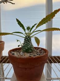 Image result for Dorstenia