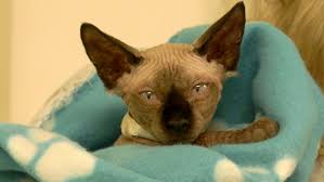 Hairlessness in cats is a naturally occurring genetic mutation; 20 Exotic Cats Removed From Home Near Edmonton Ctv News