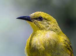 Can A Bird Have Down Syndrome Born For Pets