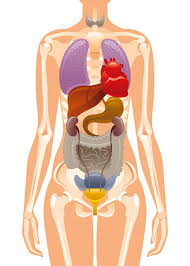 Download 3d Ovary Clipart Vector In Ai Svg Eps Or Psd