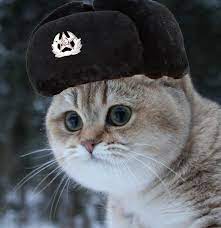 Dark mode, no ads, holiday. This Is My New Discord Pfp Communist Cat U Iron Aron