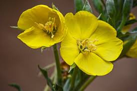 Image result for Rhigozum