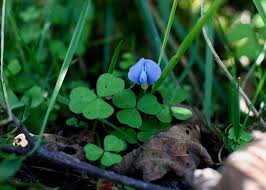 Image result for Parochetus communis