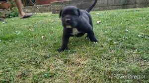Maybe you would like to learn more about one of these? For Sale Black Presa Canario Puppy Youtube