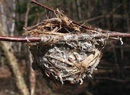 We did not find results for: Which Bird Made That Nest Articles Features