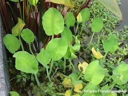 Image result for Limnocharitaceae