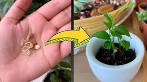 Ancak, pek çoğumuzun bilmediği evin içinde de limon ağacı yetiştirmenin mümkün olduğudur. Evde Limon Cekirdegi Cimlendirme Asamalari Saksida Limon Filizlendirme Youtube