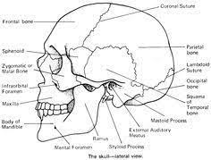 printable flashcard on cranial bones in detail free flash cards anatomy coloring book skull body parts flashcards for kids