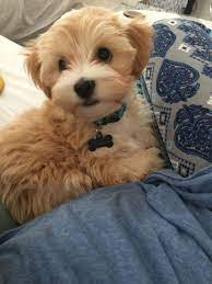 Charlie The Maltipoo Puppy Maltipoo Maltipoo Haircuts Dog Haircuts Maltipoo